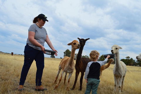 Alpaca Farm Tours With Toffeemont - Accommodation Broadbeach 4
