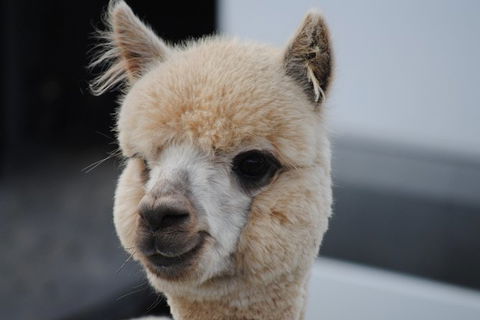 Alpaca Farm Tours With Toffeemont - Accommodation Broadbeach 0