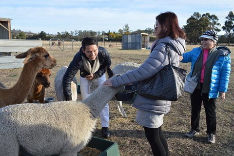 Alpaca Farm Tours With Toffeemont - Accommodation Broadbeach 2