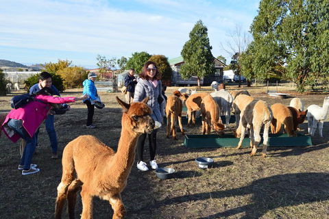 Alpaca Farm Tours With Toffeemont - Accommodation Broadbeach 5