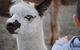 Alpaca Farm Tours With Toffeemont - thumb 1