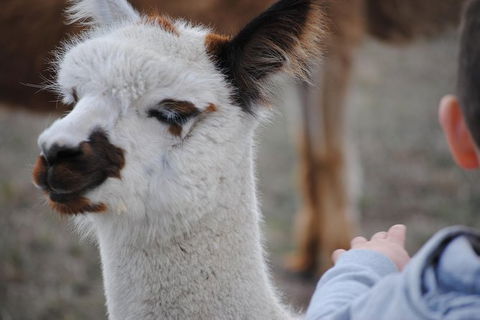 Alpaca Farm Tours With Toffeemont - Accommodation Broadbeach 1