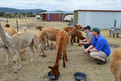 Alpaca Farm Tours With Toffeemont - Accommodation Broadbeach 3