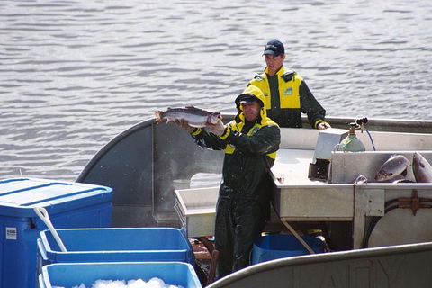 Afternoon Gordon River Dinner Cruise - Departing 3pm - Accommodation Broadbeach 3