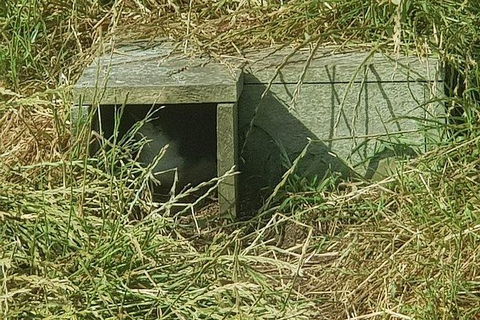 Phillip Island Penguin And Wildlife Tour - Accommodation Broadbeach 11