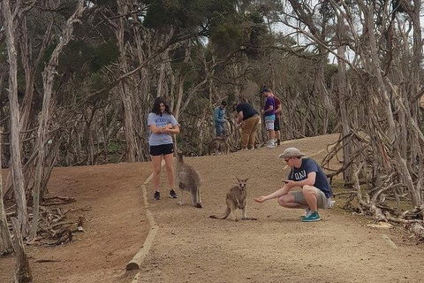 Phillip Island Penguin And Wildlife Tour - Accommodation Broadbeach 34