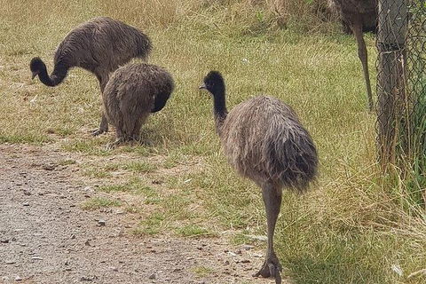 Phillip Island Penguin And Wildlife Tour - Accommodation Broadbeach 32