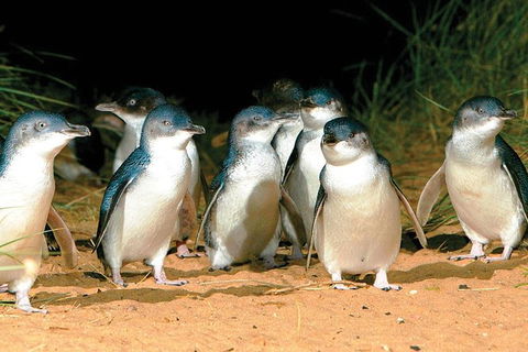 Phillip Island Penguin And Wildlife Tour - Accommodation Broadbeach 0