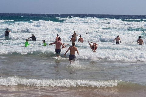 Phillip Island Penguin And Wildlife Tour - Accommodation Broadbeach 18