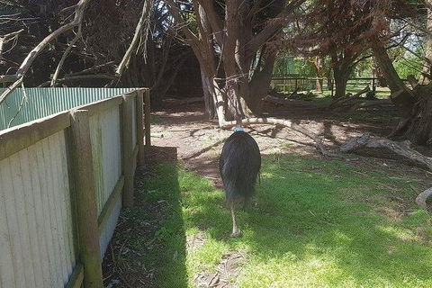 Phillip Island Penguin And Wildlife Tour - Accommodation Broadbeach 5