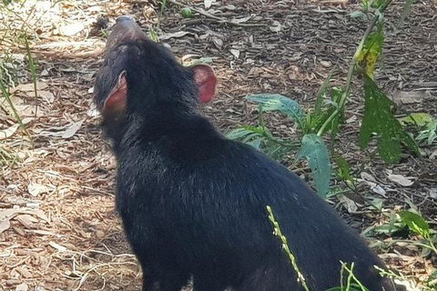 Phillip Island Penguin And Wildlife Tour - Accommodation Broadbeach 26