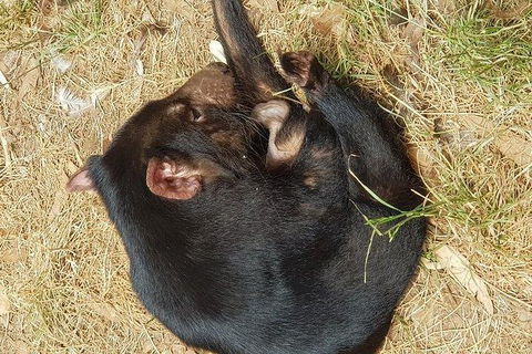 Phillip Island Penguin And Wildlife Tour - Accommodation Broadbeach 23