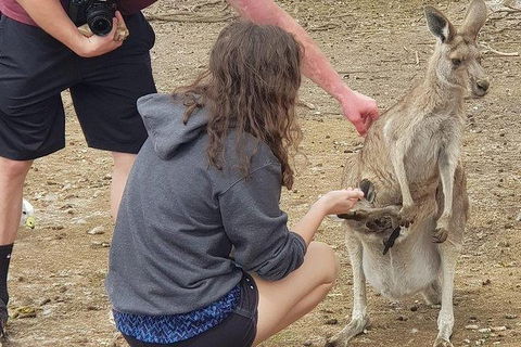 Phillip Island Penguin And Wildlife Tour - Accommodation Broadbeach 12