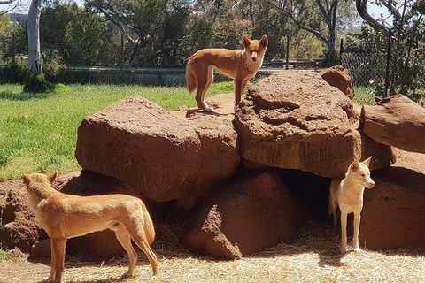 Phillip Island Penguin And Wildlife Tour - Accommodation Broadbeach 7