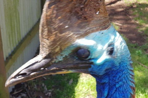 Phillip Island Penguin And Wildlife Tour - Accommodation Broadbeach 19