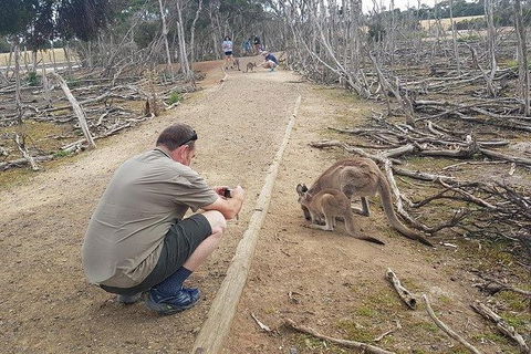 Phillip Island Penguin And Wildlife Tour - Accommodation Broadbeach 30