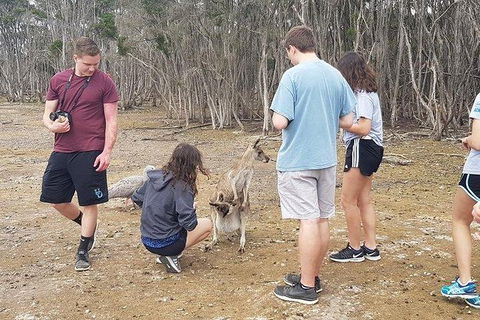 Phillip Island Penguin And Wildlife Tour - Accommodation Broadbeach 3