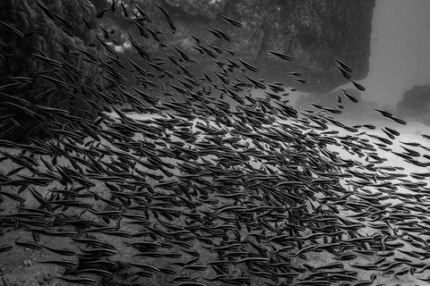 Ningaloo Immersion Private Charter - Accommodation Broadbeach 5