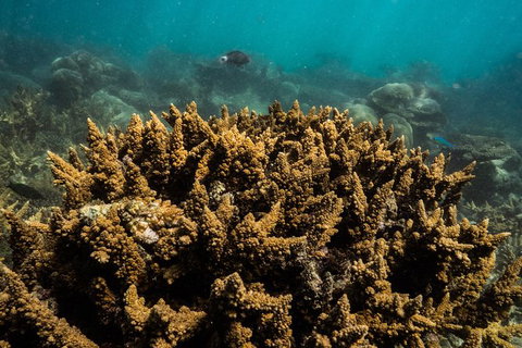 Ningaloo Immersion Private Charter - Accommodation Broadbeach 6