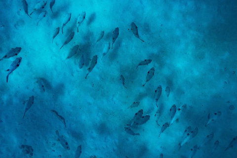 Ningaloo Immersion Private Charter - Accommodation Broadbeach 2