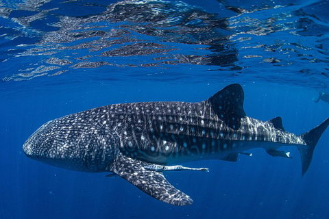 Full-Day Whale Sharks Swimming Experience On Ningaloo Reef - Accommodation Broadbeach 10