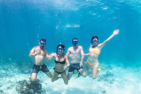 Full-Day Whale Sharks Swimming Experience On Ningaloo Reef - Accommodation Broadbeach 5