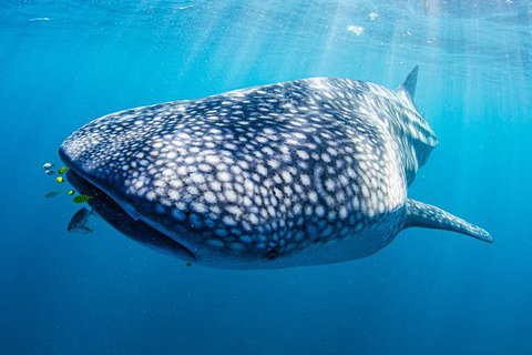 Full-Day Whale Sharks Swimming Experience On Ningaloo Reef - Accommodation Broadbeach 9