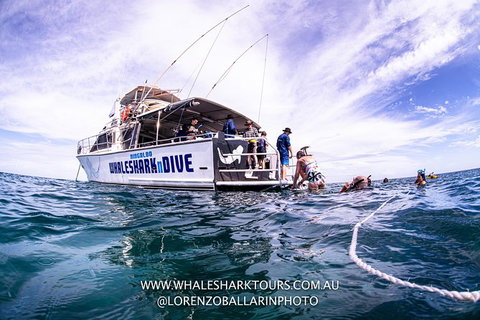 Full-Day Whale Sharks Swimming Experience On Ningaloo Reef - Accommodation Broadbeach 13