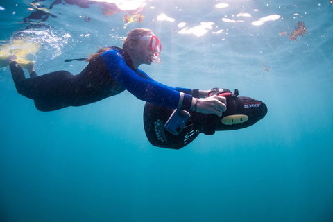 Full-Day Whale Sharks Swimming Experience On Ningaloo Reef - Accommodation Broadbeach 4