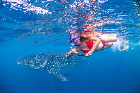 Full-Day Whale Sharks Swimming Experience On Ningaloo Reef - Accommodation Broadbeach 0