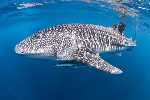 Full-Day Whale Sharks Swimming Experience On Ningaloo Reef - Accommodation Broadbeach 14