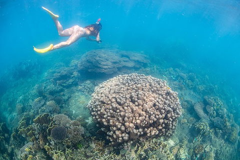 Full-Day Whale Sharks Swimming Experience On Ningaloo Reef - Accommodation Broadbeach 6