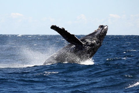 Full-Day Whale Sharks Swimming Experience On Ningaloo Reef - Accommodation Broadbeach 8