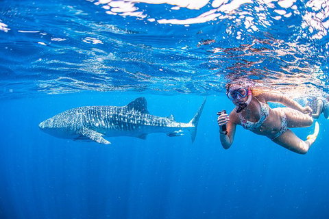 Full-Day Whale Sharks Swimming Experience On Ningaloo Reef - Accommodation Broadbeach 17