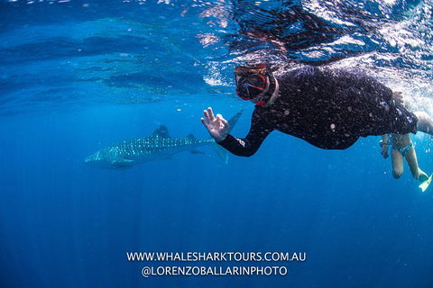 Full-Day Whale Sharks Swimming Experience On Ningaloo Reef - Accommodation Broadbeach 2
