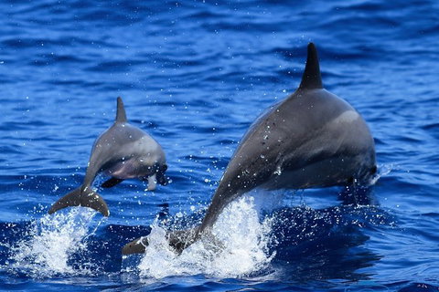 Full-Day Whale Sharks Swimming Experience On Ningaloo Reef - Accommodation Broadbeach 3