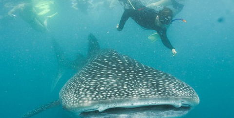 Aristocat Snorkel And Scuba Port Douglas - Accommodation Broadbeach 1