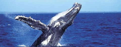 Aristocat Snorkel And Scuba Port Douglas - Accommodation Broadbeach 2