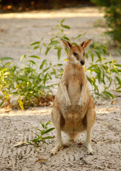 An Island Hideaway - Accommodation Broadbeach 4