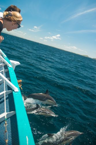 Moonshadow–TQC Cruises - Accommodation Broadbeach 3