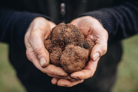 A Taste Of Truffles - Accommodation Broadbeach 0