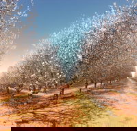 Mallee Almond Blossom Festival - Accommodation Broadbeach