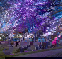 Grafton Jacaranda Festival - Accommodation Broadbeach