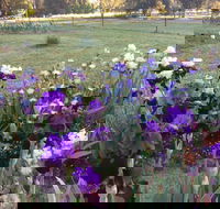 Riverina Iris Farm Open Garden and Iris Display - Accommodation Broadbeach