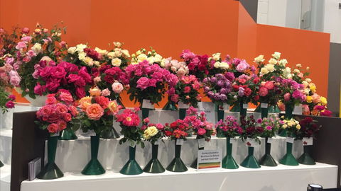 Roses By The Seaside: National Rose Championships And Conference - Accommodation Broadbeach 1