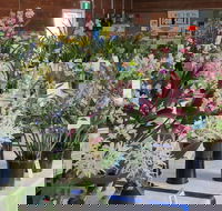 Sapphire Coast Orchid Club Spring Orchid Show - Accommodation Broadbeach