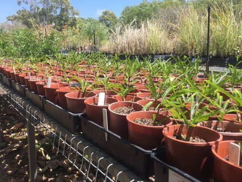Conservation Volunteers Australia Townsville - Ocean View Nursery - Accommodation Broadbeach 2