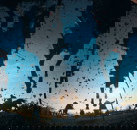 Cootamundra Cup - Accommodation Broadbeach