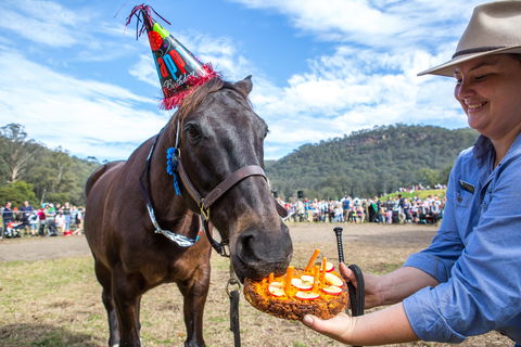 Horses Birthday Festival - Accommodation Broadbeach 0