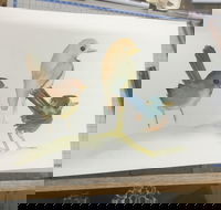 Ink  Watercolour Wash Illustration Workshop - Accommodation Broadbeach